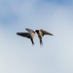 birds, sky, nature, animals, feed, flying, swallow, wings, wildlife, couple, dance, birds, swallow, swallow, swallow, swallow, swallow, dance, dance, dance