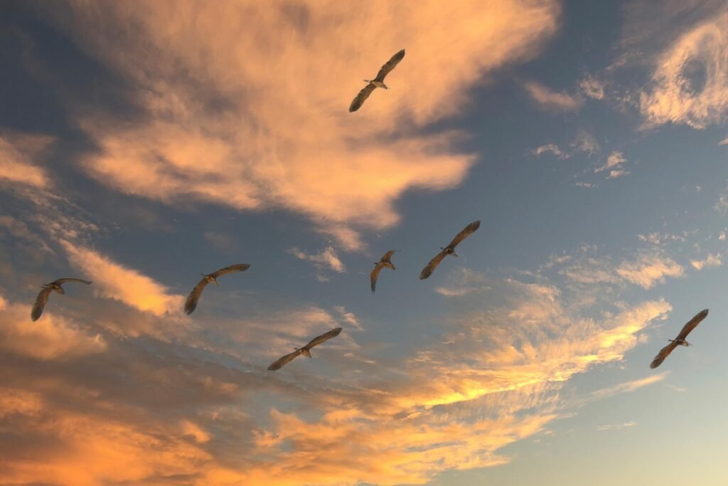 migratory birds, sky, clouds, migration, flying, sunset, nature, sky, sky, sky, sky, sky, migration, migration, migration, migration, sunset, sunset, sunset, sunset