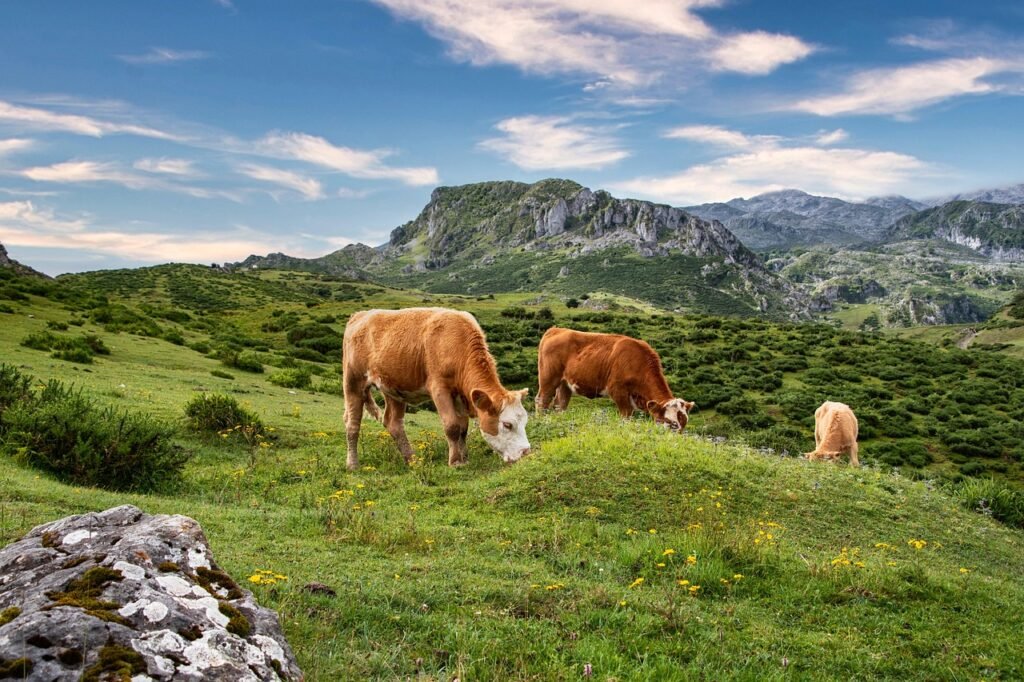 cows, mountain, pasture, clouds, nature, outdoors, species, fauna, cows, cows, cows, cows, cows, pasture, pasture